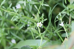Dentella repens